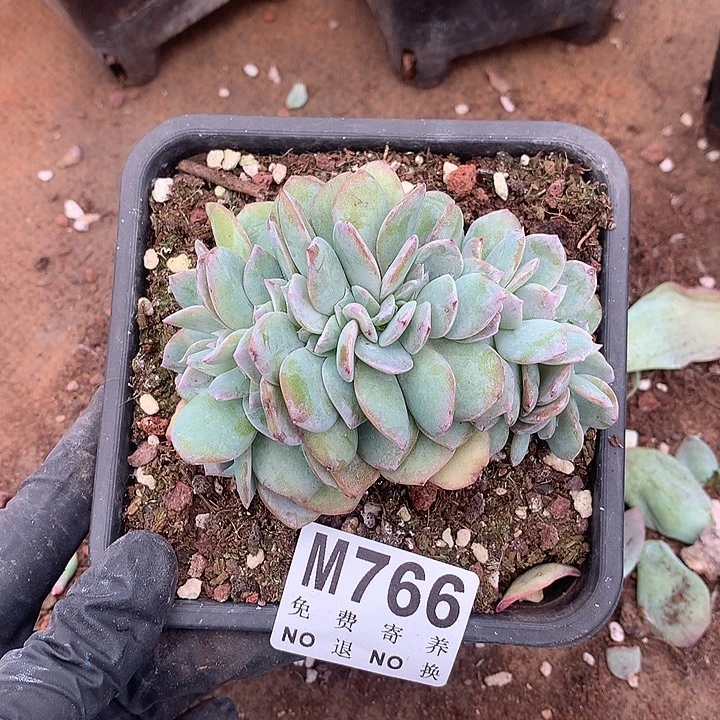 白凤缀化 有撸叶子的伤