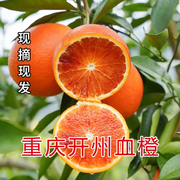重庆塔罗科血橙正宗塔罗科血橙玫瑰香橙新鲜橙子现摘现发血橙
