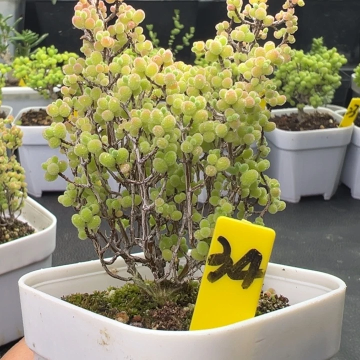 34号彩色蜜橘 一物一拍