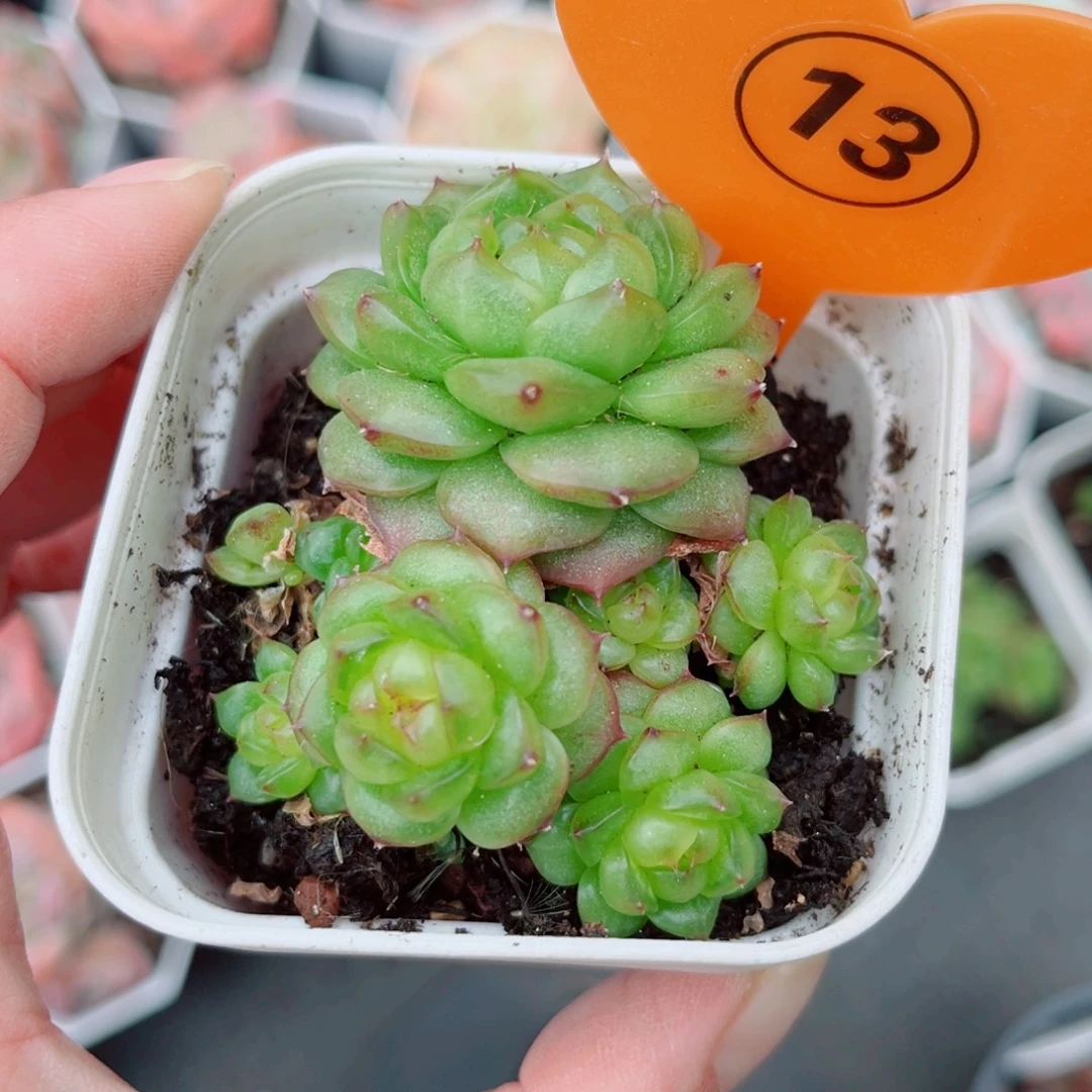 13号小老桩灯泡珍妮群