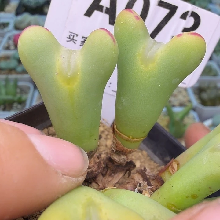 b***u073。满38包邮肉锥