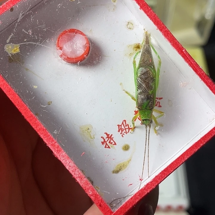 蟋蟀哈哈哈哈哈哈哈哈哈哈