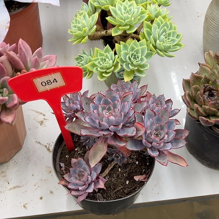 用***7完全开放赫拉多肉植物084