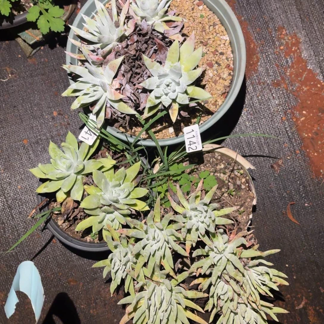 4颗仙女杯多肉福利处理不售后