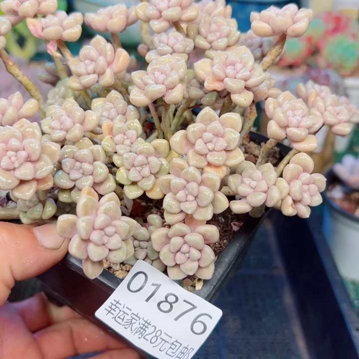 幸运的是我还没遇到你的