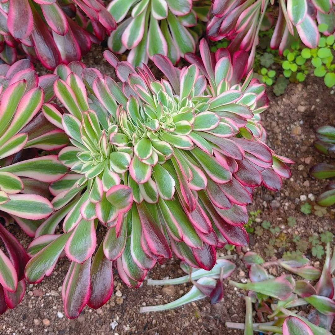 美杜莎缀多肉植物四号