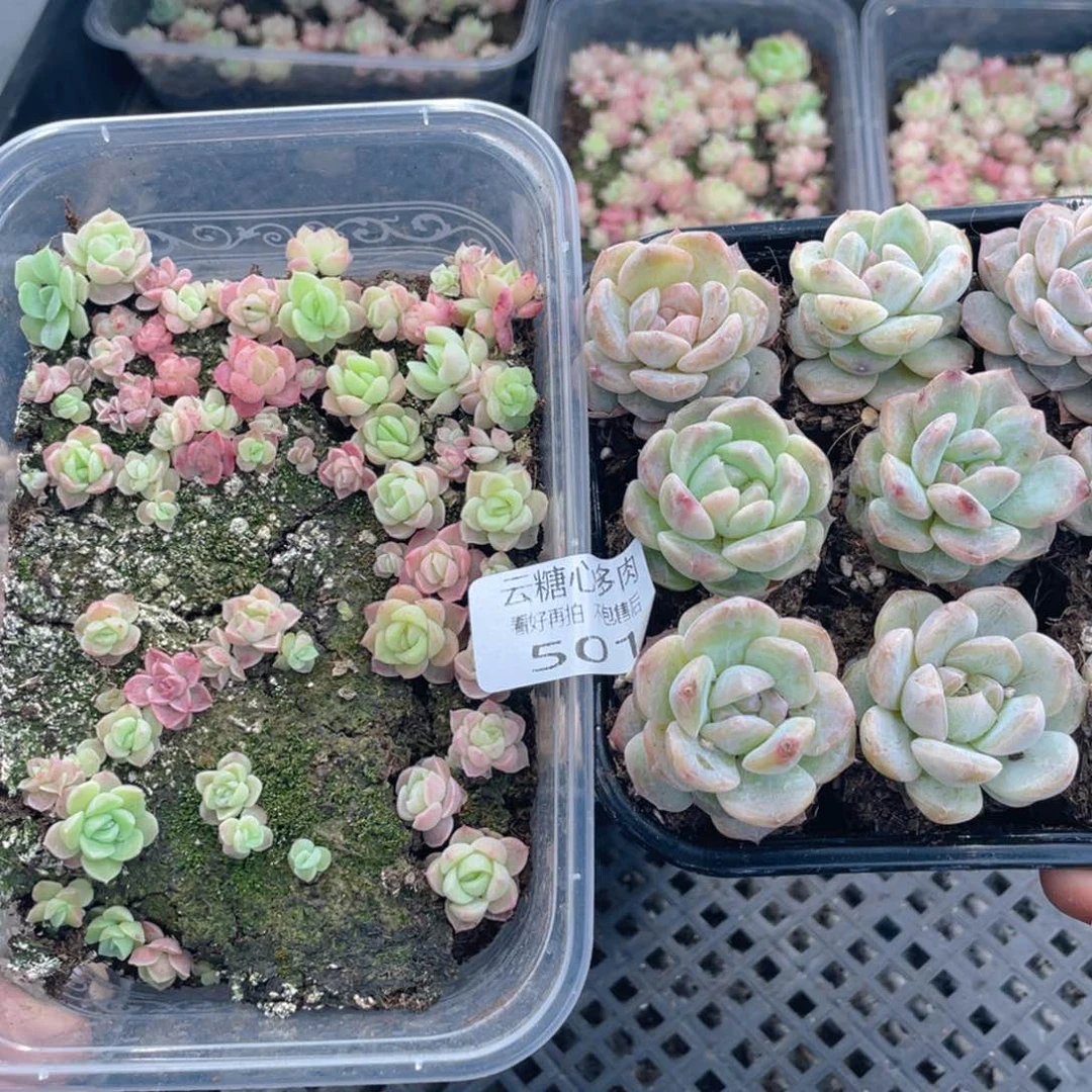 云糖心多肉植物501