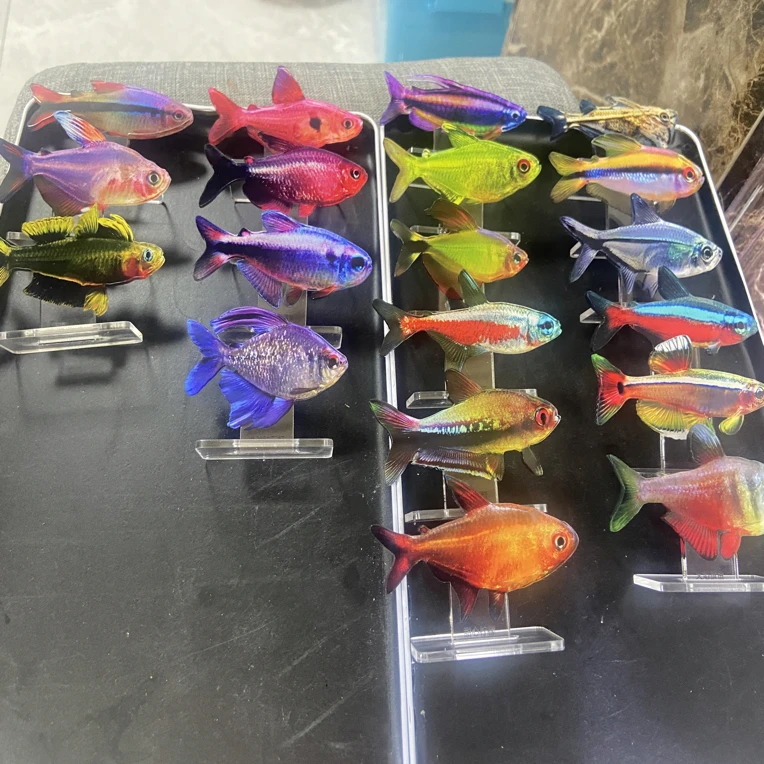 七彩天使灯科鱼小型热带观赏鱼颜色丰富群游好养适合新手