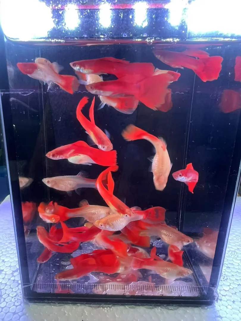 鸿运当头小型热带孔雀鱼好养好活健康活跃可繁殖