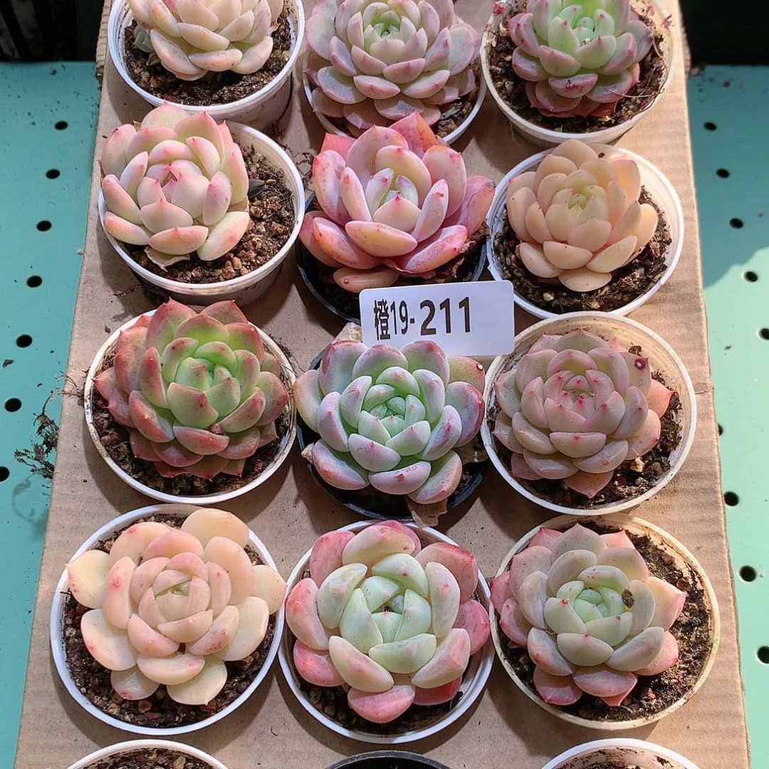 19-211一物一拍带盆18颗。