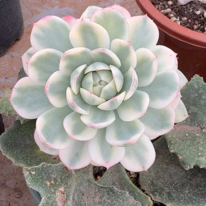 粉水晶锦一物一拍