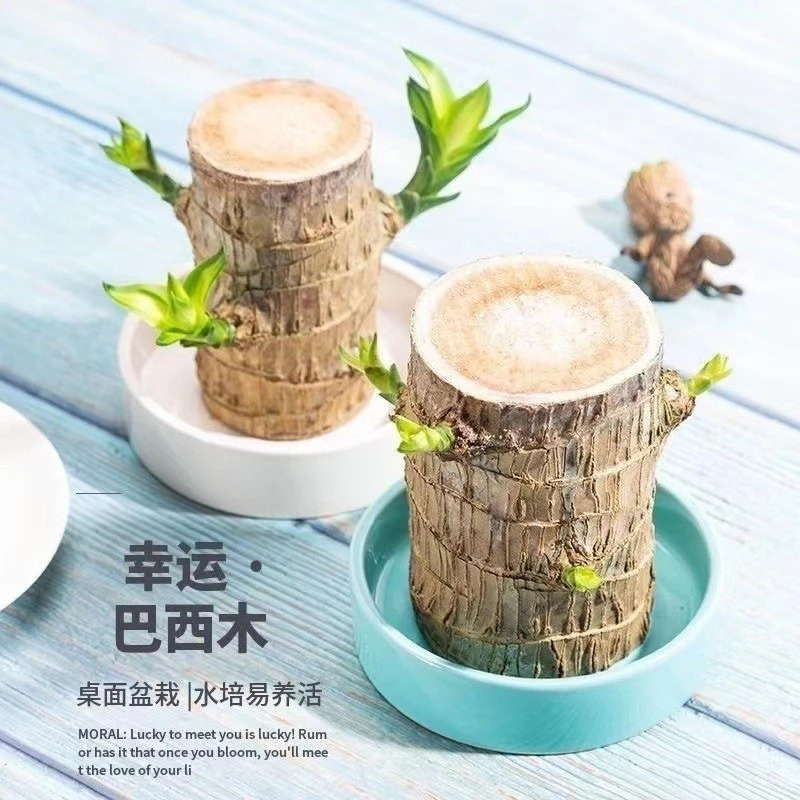 巴西木水养幸运木开花绿植室内盆栽水培植物格鲁特小树人四季带芽