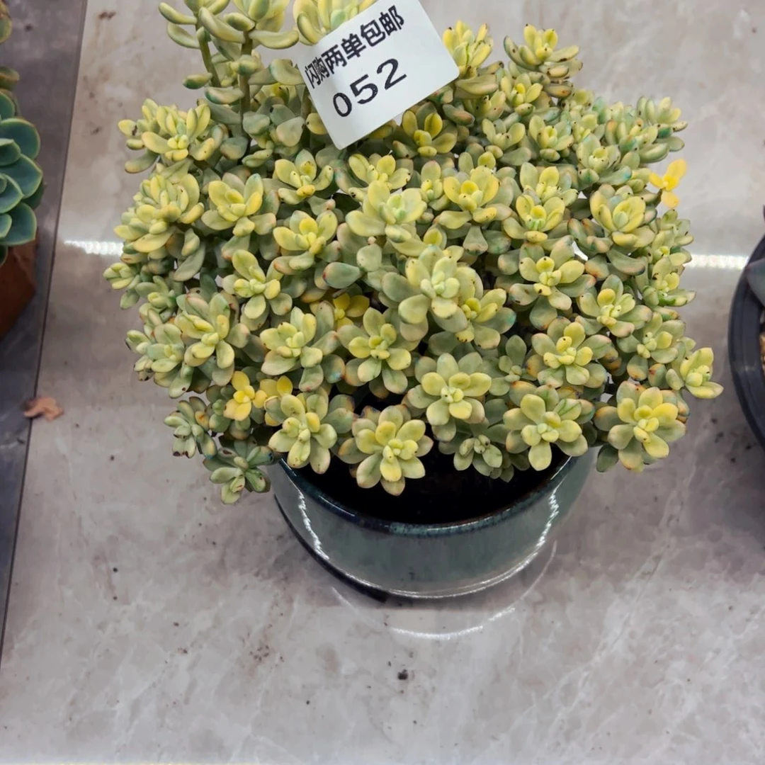 ****岁多肉植物组合盆栽52