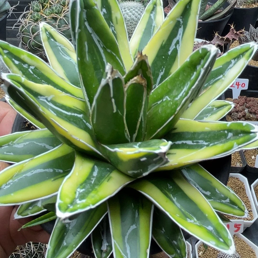 叫***k粉丝专拍仙人球多肉植物