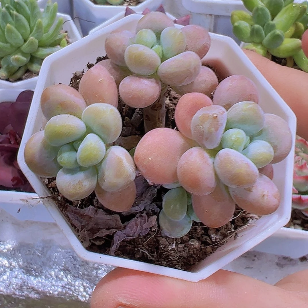 鱼子酱群9.9包邮多肉