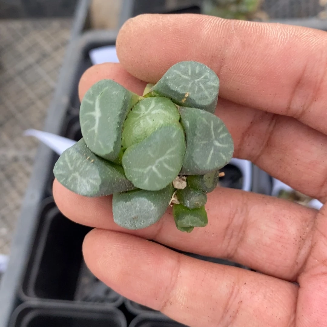 1498 一颗短腿象 超级福利。