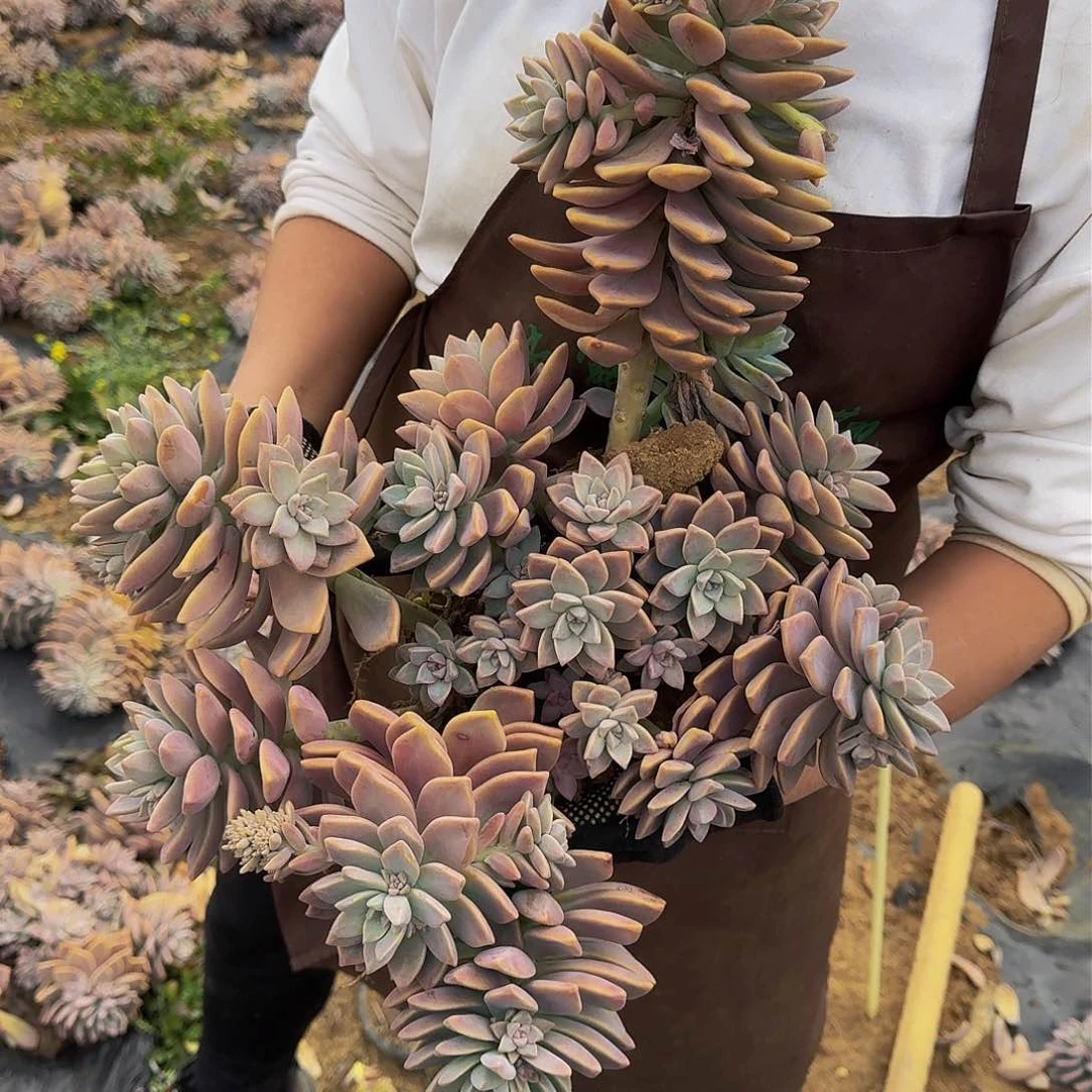 淡雪 一颗 不包损