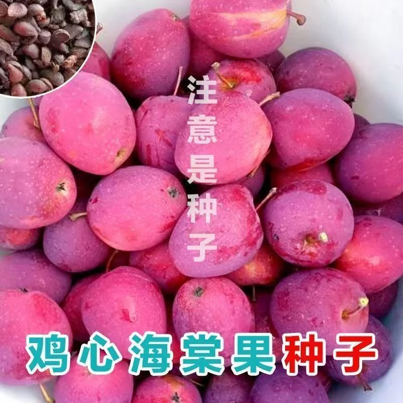 鸡心果种子正宗冰糖酸甜鸡心海棠果种子东北锦绣海棠果小苹果种子