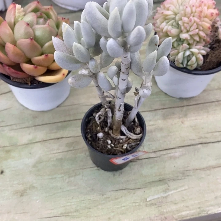 N****d一物一拍银月多肉55