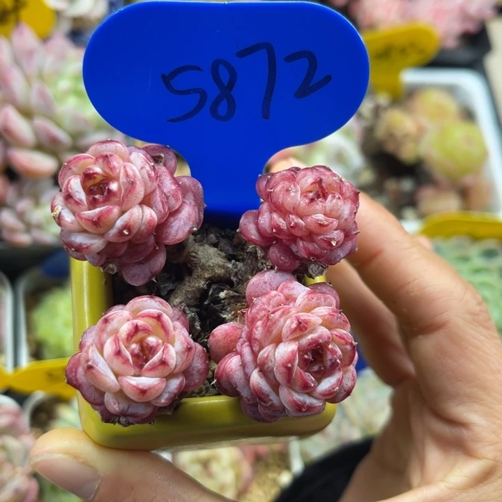 糖心天鹅绒老桩5872
