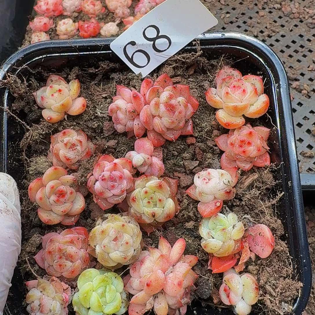 多肉植物多肉植物68