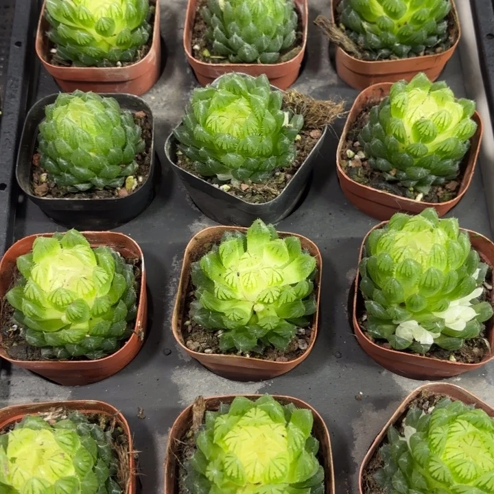 瑕疵宝莲灯 带盘发货