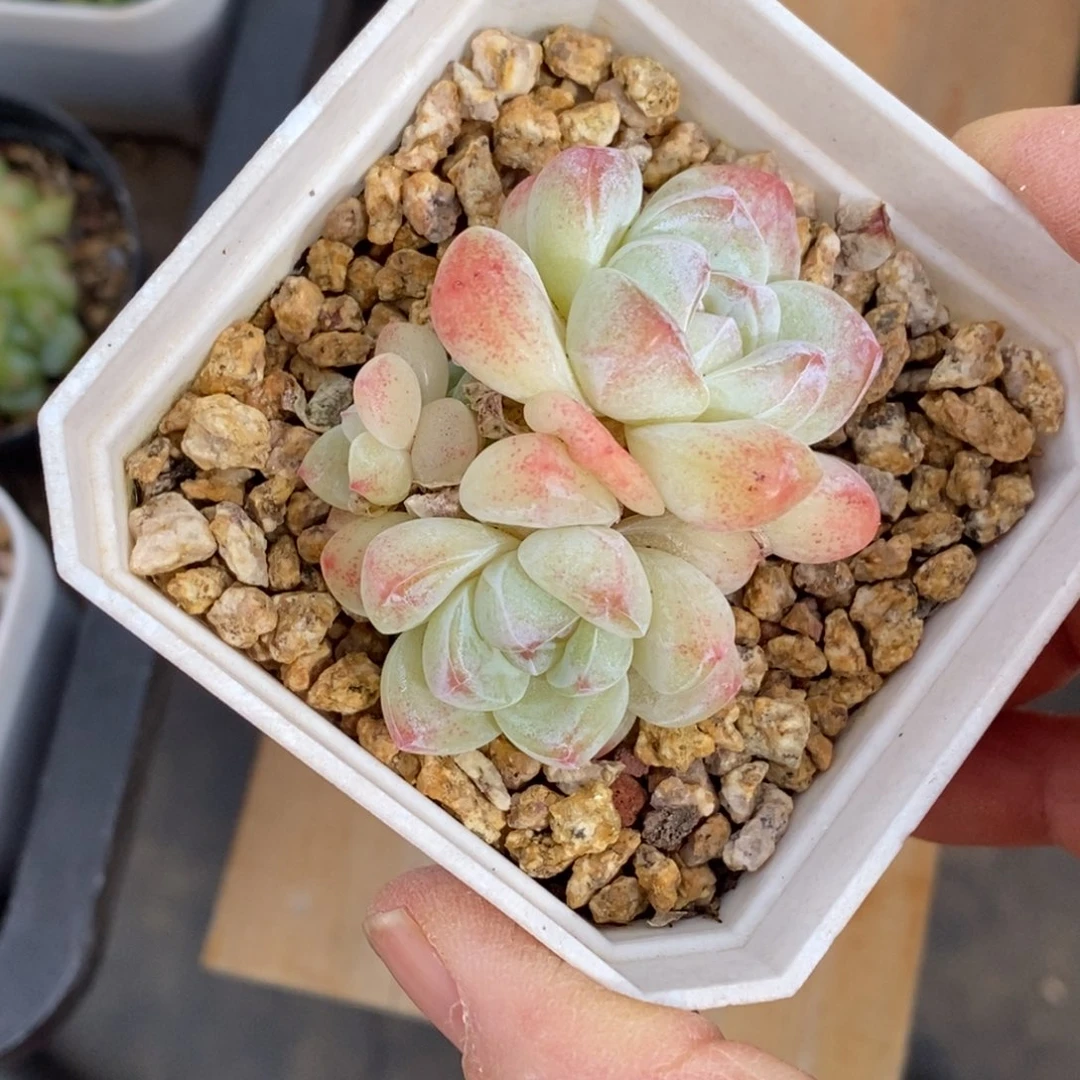 精品多肉一物一拍不包整155