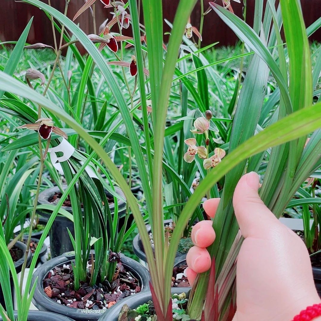 前***景完全开放一物一拍漂亮开花