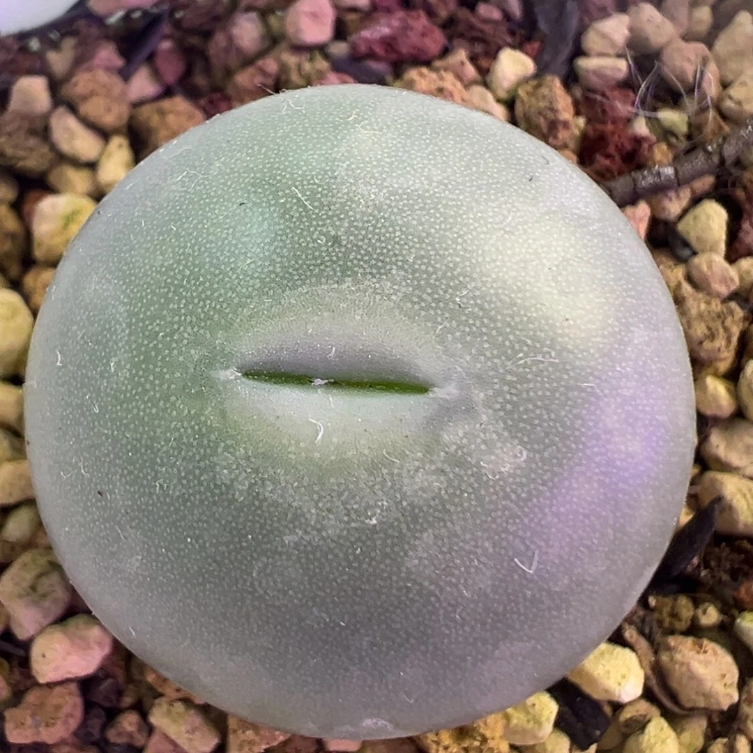 大G大G  肉锥植物