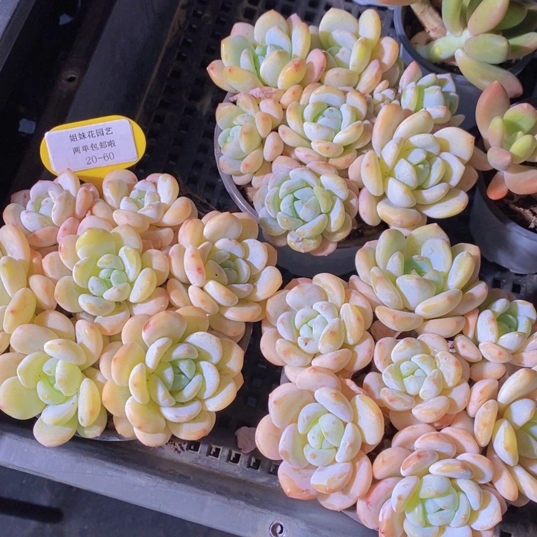 20-60-奶油冷香拼盘一盒 带盆土