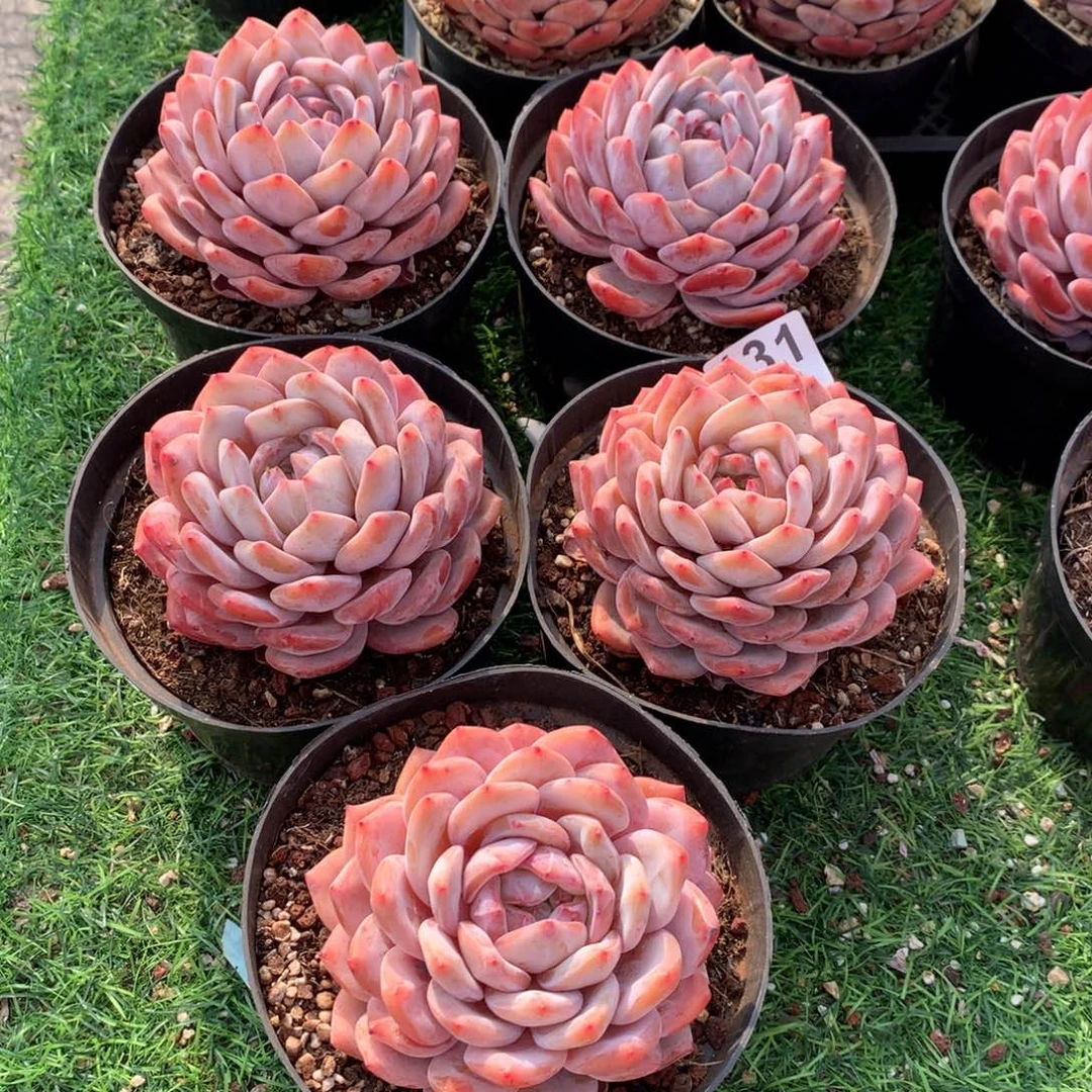 131橙子多肉植物组合