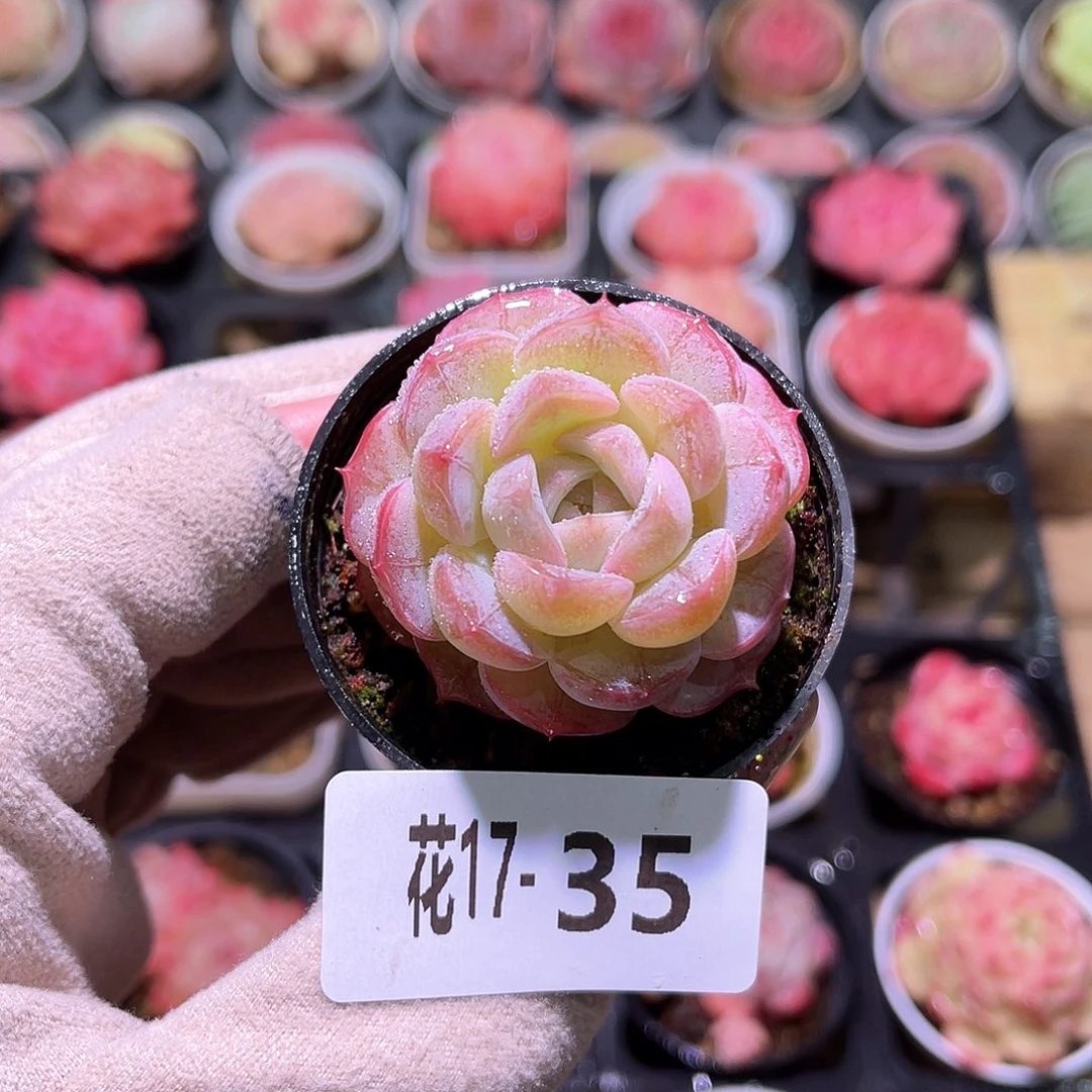 花利美17-35新品单头