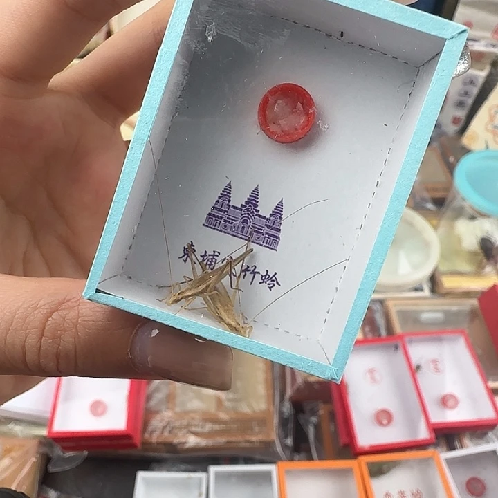蟋蟀柬埔寨竹蛉一对