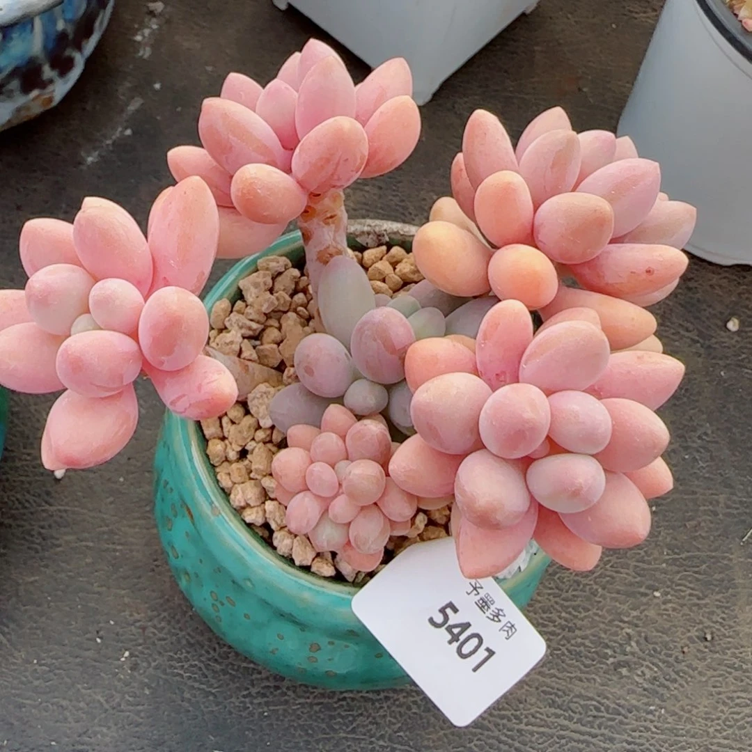 粉恋，5401多肉植物