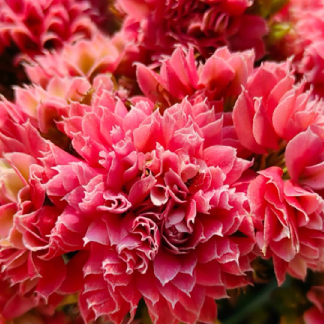 （红莲花神）110盆花神系列稀缺品种 超大花 懒人花卉