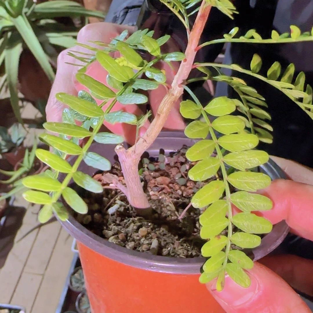 块根植物块根植物