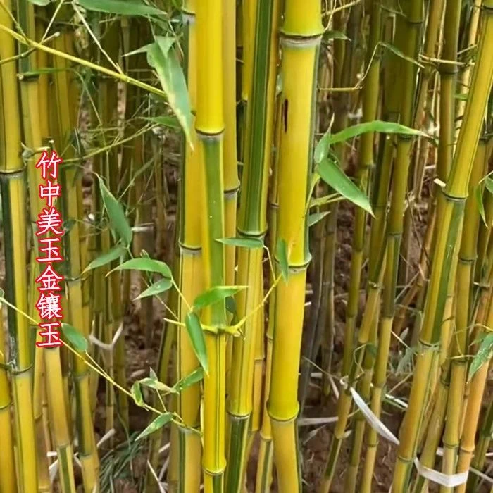 【今日特价】竹子苗庭院北方耐寒黄金竹室内盆栽绿植景观金镶玉竹