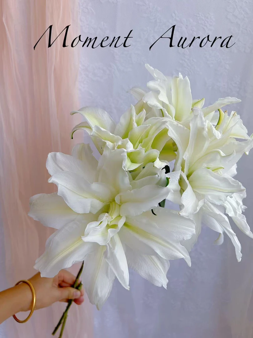 四季可种1颗【滑雪板】12/14庭院阳台百合花球