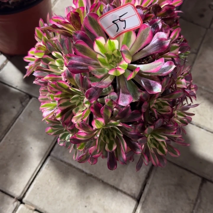 55号红铜超白法师