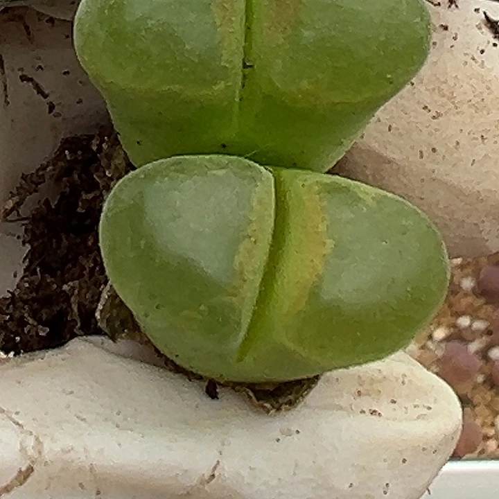 无花朵255号风铃11111111