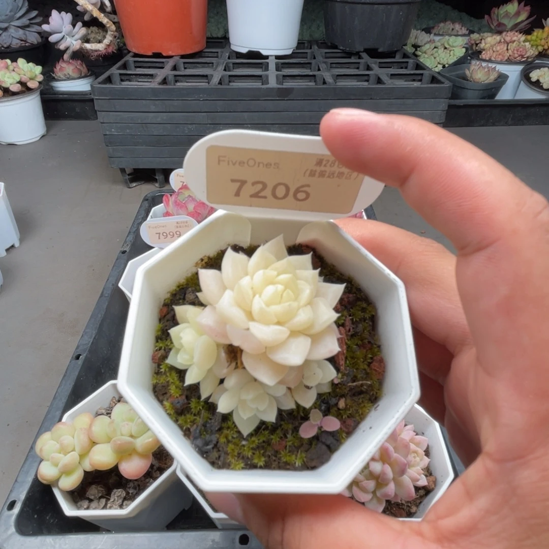 7206白天鹅 4.5厘米