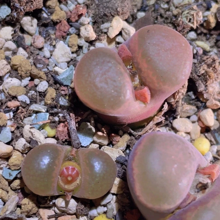 158888999998888888554