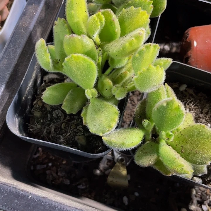 黄熊3.8带盆土发