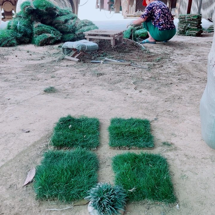 快**奏马尼拉草坪包邮价