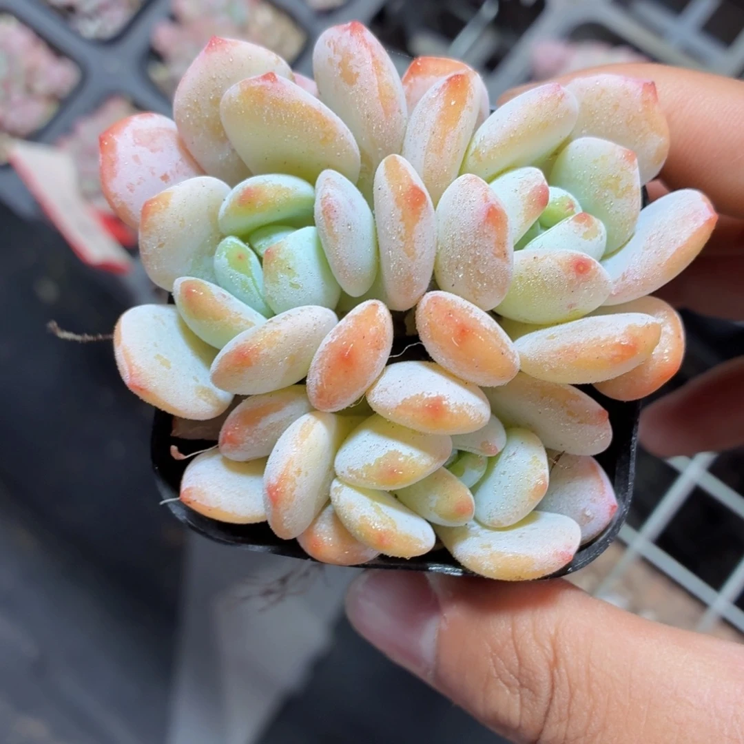 冷香多肉9.9包邮发货