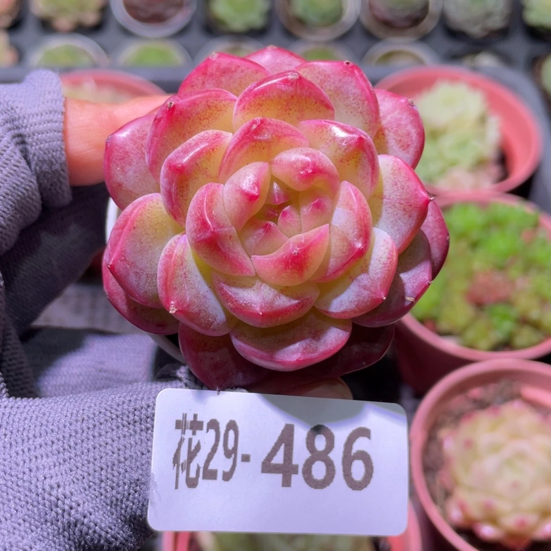 花利美29-486朝露