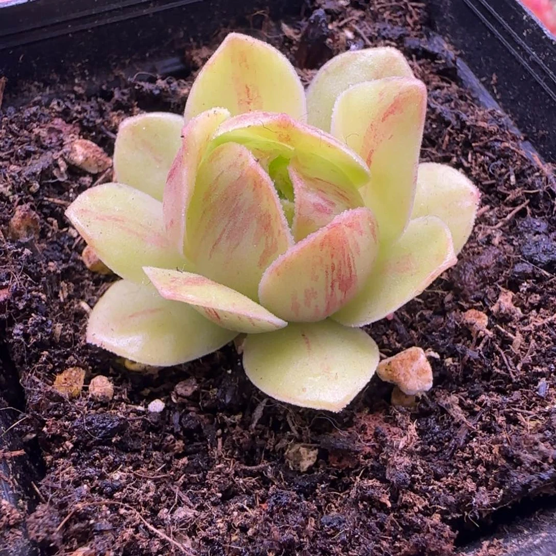 C*L85半城玫瑰月琉光