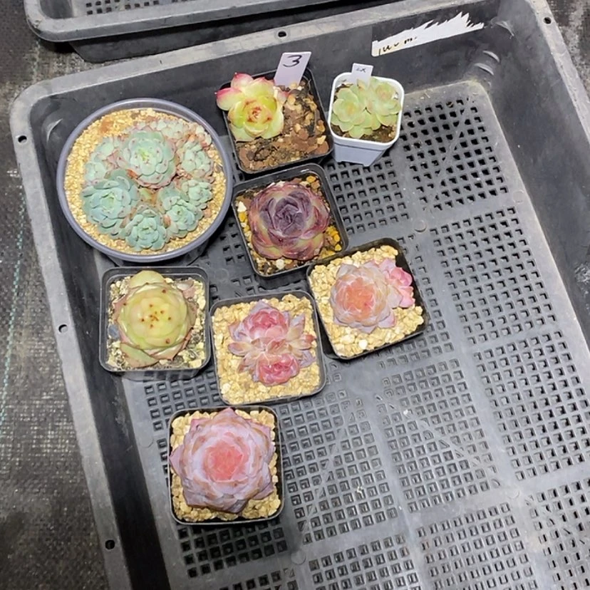 【闪购商品】列**克3号一筐9颗多肉