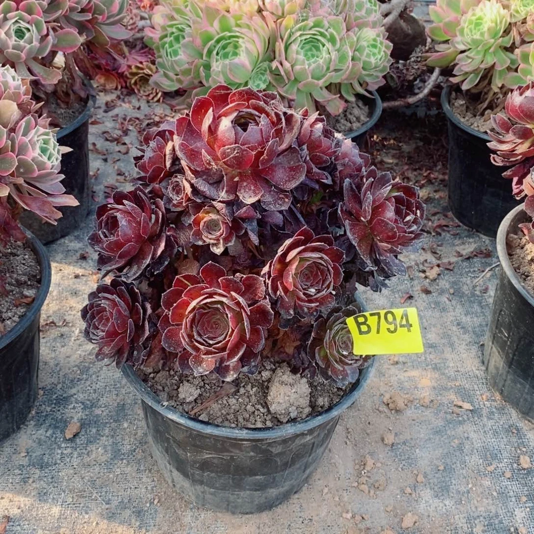 黑美人多肉法师794