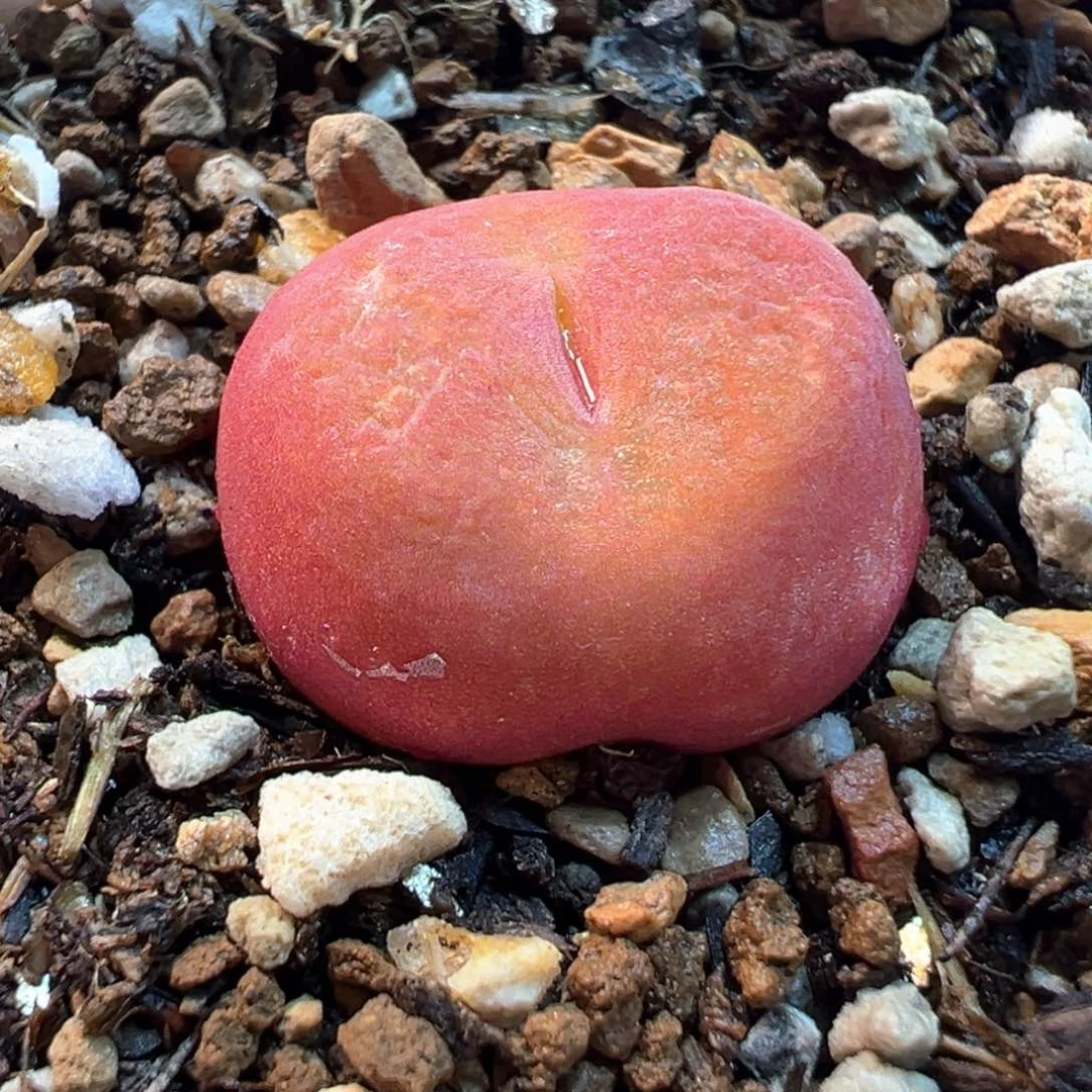水蜜桃多肉盆栽植物